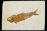 Detailed Fossil Fish (Knightia) - Wyoming #174662-1
